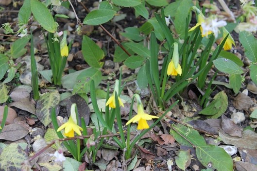 IMG_1947Miniature daffodils (640x427)