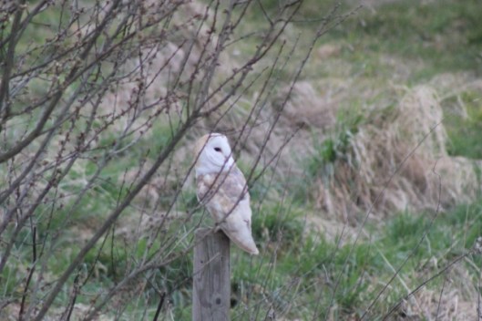 IMG_1951Barn owl (2) (640x427)