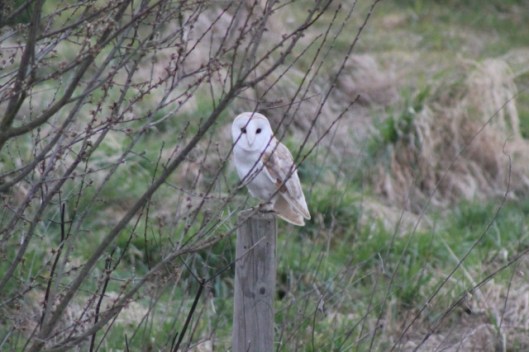 IMG_1958Barn owl (2) (640x427)
