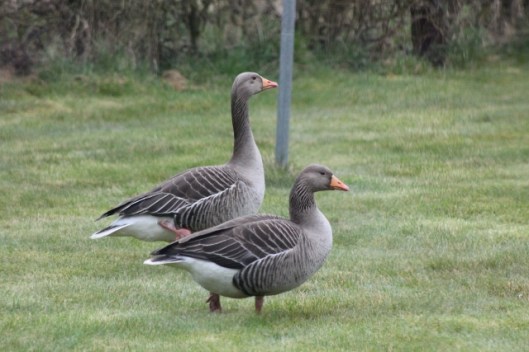 IMG_1972Greylag goose and gander (640x427)