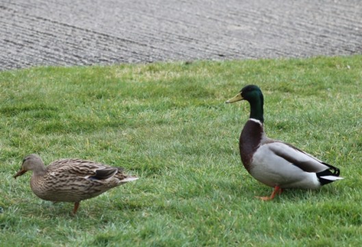 IMG_1973Mallards (640x436)