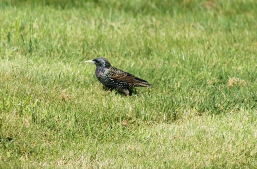 IMG_1978Starling (640x421)