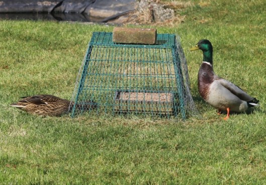 IMG_1980Mallards (640x447)