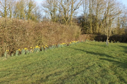 IMG_1984Daffodils (640x427)