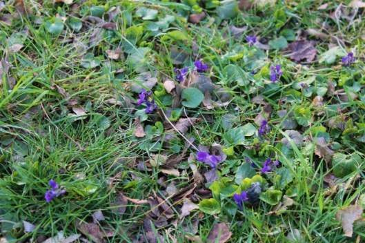 IMG_1987Early Dog-violets (640x427)