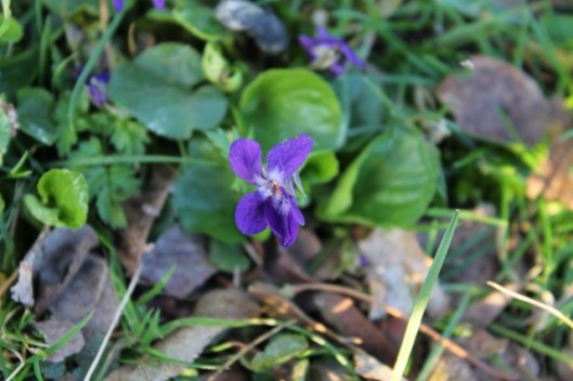 IMG_1988Early Dog-violet (640x427)
