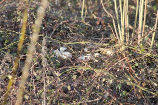 IMG_1992Goose nest (640x427)