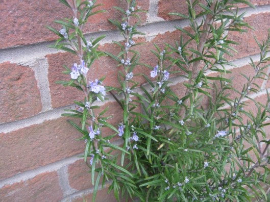 IMG_4078Rosemary in flower (640x480)