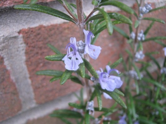 IMG_4079Rosemary flowers (640x480)