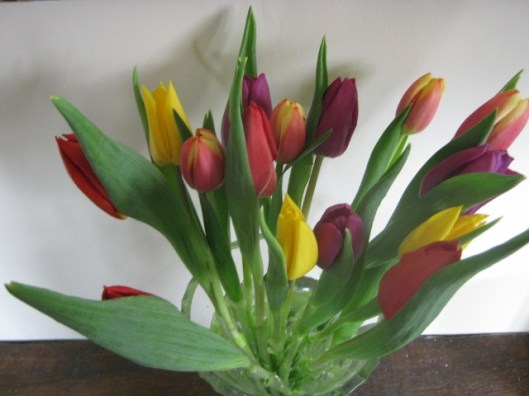 IMG_4087Tulips (640x480)