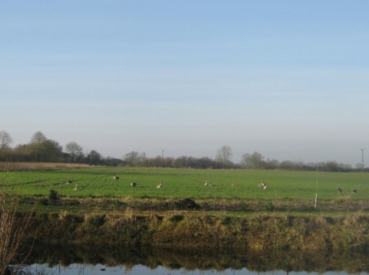 IMG_4096Greylags (2) (640x479)