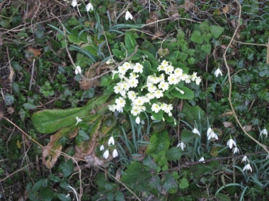 IMG_4098Primroses and snowdrops (640x480)