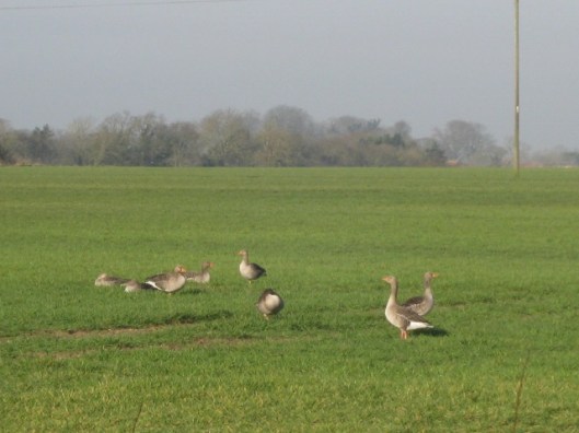IMG_4099Greylags (640x480)