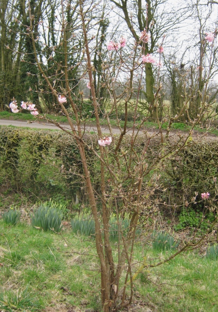 IMG_4231Viburnum Bodnantense (449x640)