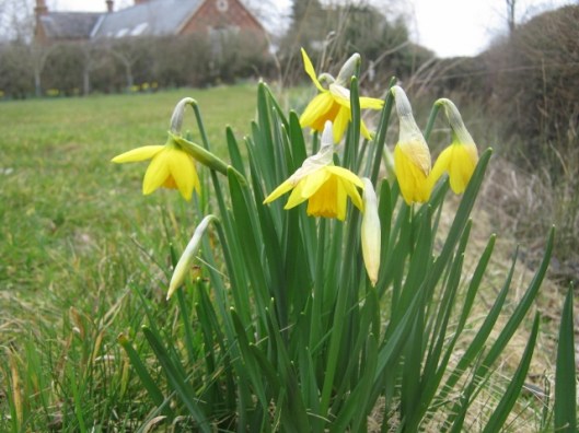 IMG_4232Daffodils (640x480)