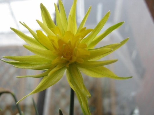 IMG_4237Rip van Winkle daffodil (640x480)