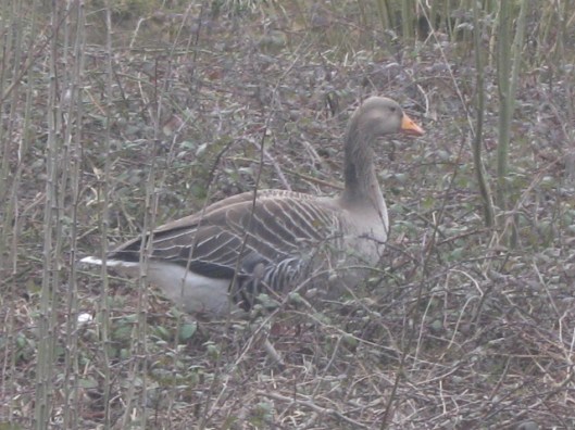 IMG_4248Goose on the island (640x480)