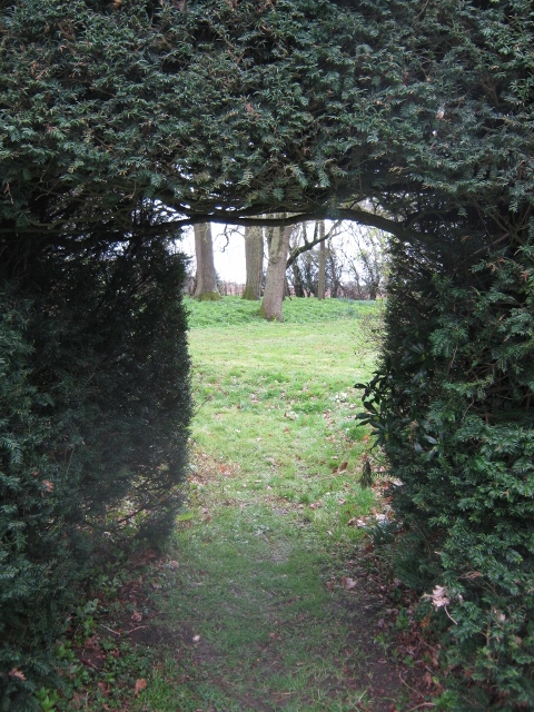 IMG_4308Daffodil Day (480x640)