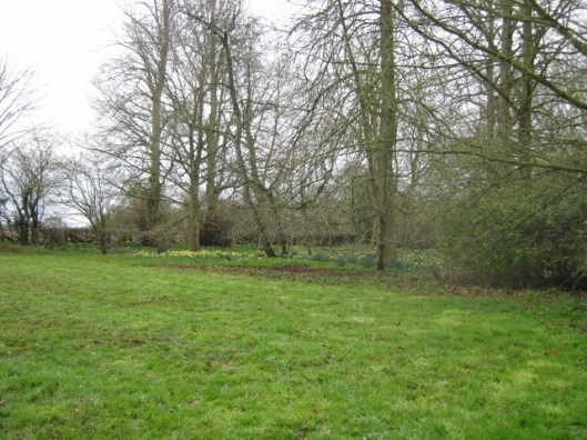 IMG_4309Daffodil Day (640x480)