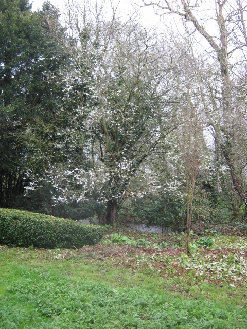 IMG_4310Daffodil Day (480x640)