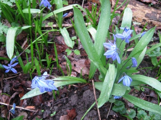 IMG_4312Daffodil Day (640x480)