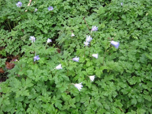 IMG_4313Daffodil Day (640x480)