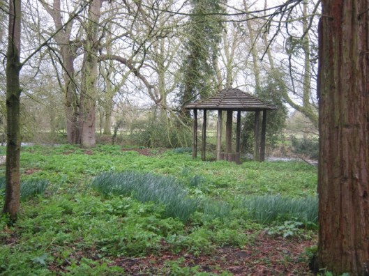 IMG_4314Daffodil Day (640x480)