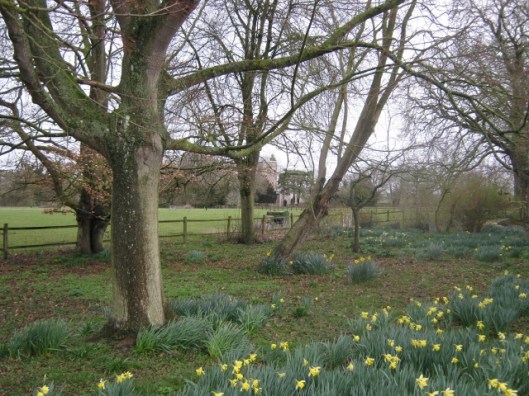 IMG_4317Daffodil Day (640x480)