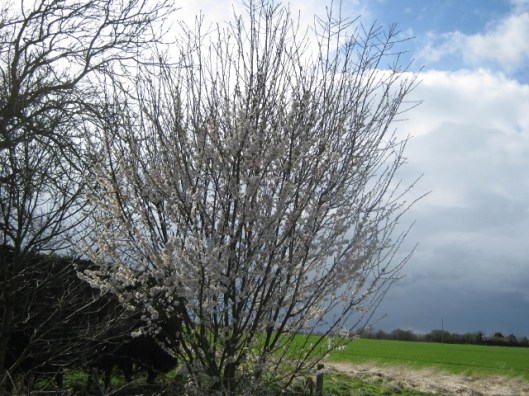 IMG_4318Blackthorn (640x480)