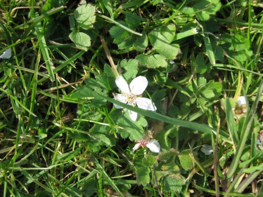 IMG_4320Blackthorn blossom (640x480)