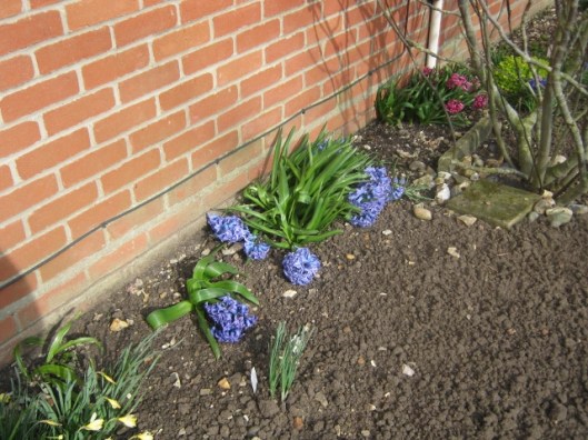 IMG_4322Hyacinths (640x480)