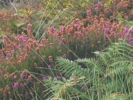 007Heather, gorse and bracken (640x480)