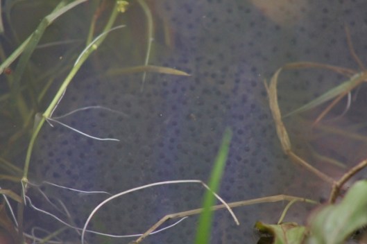 IMG_1997Frogspawn (640x427)