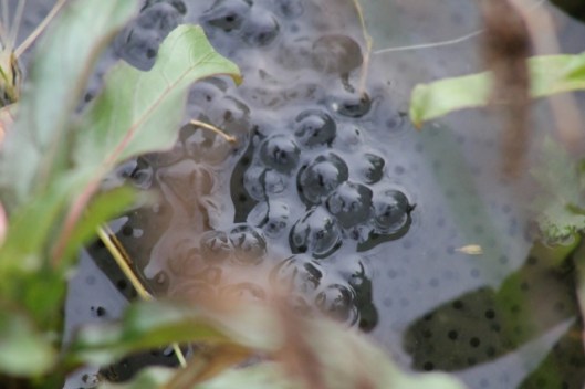 IMG_1998Frogspawn (640x427)