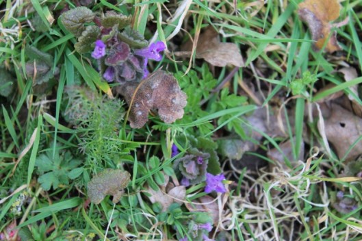 IMG_2001Ground-ivy (640x427)
