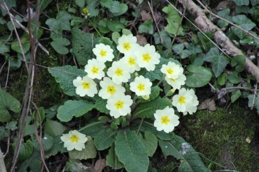 IMG_2002Primroses (640x427)