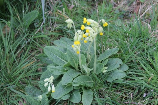 IMG_2003Cowslips (640x427)