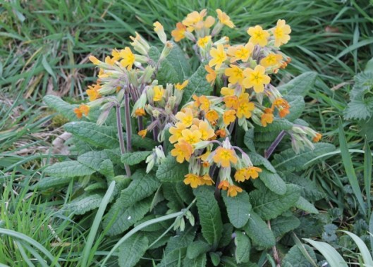 IMG_2004Primula hybrid (2) (640x459)