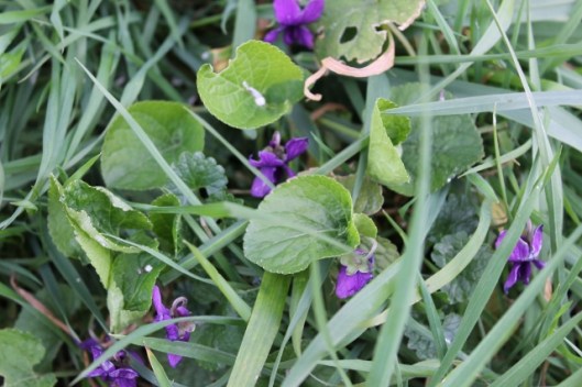 IMG_2005Sweet violet (640x427)