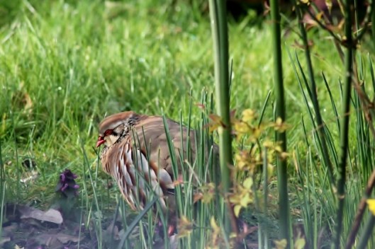 IMG_2008French Partridge (640x427)