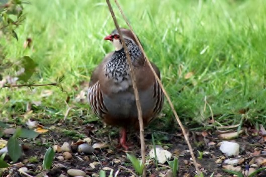 IMG_2011French Partridge (640x427)