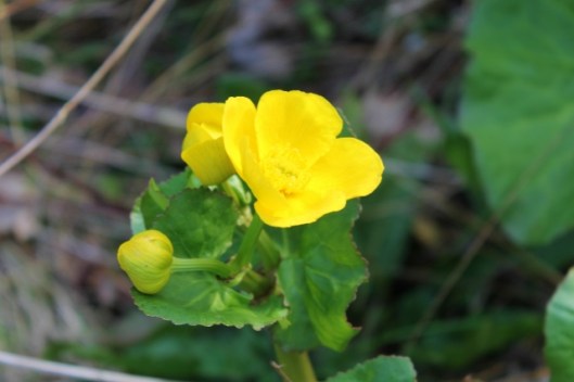 IMG_2016Marsh Marigold (640x427)