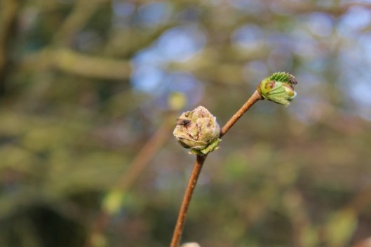 IMG_2019Hazel (640x427)