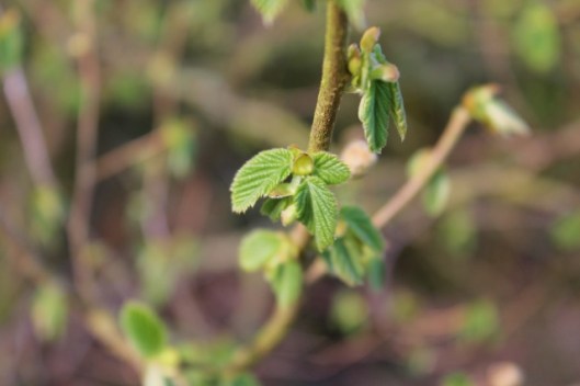 IMG_2021Hazel (640x427)