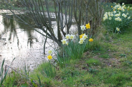 IMG_2024Daffodils (640x427)