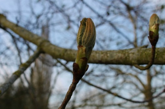 IMG_2025Horse Chestnut (640x427)