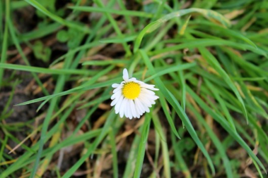 IMG_2027Daisy (640x427)