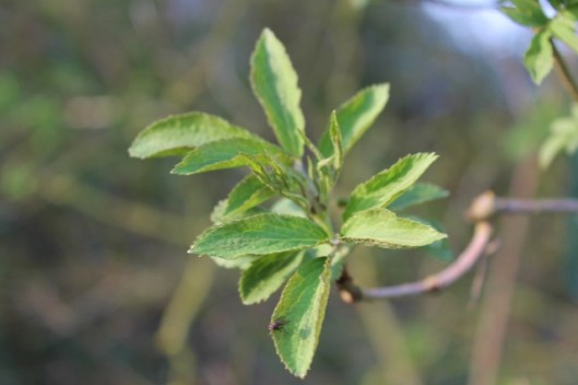 IMG_2029Elder (640x427)