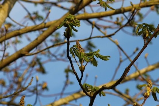 IMG_2030Horse Chestnut (640x427)