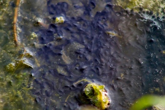 IMG_2032Tadpoles (640x427)